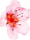 flo002