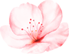 flo04